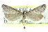  ( - CCDB-28959-C02)  @15 [ ] CreativeCommons - Attribution (2016) CBG Photography Group Centre for Biodiversity Genomics