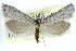  ( - CCDB-28959-C03)  @15 [ ] CreativeCommons - Attribution (2016) CBG Photography Group Centre for Biodiversity Genomics