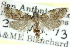  ( - CCDB-28959-D04)  @11 [ ] CreativeCommons - Attribution (2016) CBG Photography Group Centre for Biodiversity Genomics