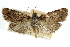  (Aglossa furva - CCDB-28959-E08)  @11 [ ] CreativeCommons - Attribution (2016) CBG Photography Group Centre for Biodiversity Genomics