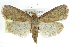  ( - CCDB-28959-F04)  @15 [ ] CreativeCommons - Attribution (2016) CBG Photography Group Centre for Biodiversity Genomics