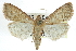 ( - CCDB-28959-F07)  @14 [ ] CreativeCommons - Attribution (2016) CBG Photography Group Centre for Biodiversity Genomics