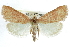  (Hypsopygia - CCDB-28959-F09)  @15 [ ] CreativeCommons - Attribution (2016) CBG Photography Group Centre for Biodiversity Genomics