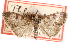  (Udea rusticalis - CCDB-28960-B06)  @11 [ ] CreativeCommons - Attribution (2016) CBG Photography Group Centre for Biodiversity Genomics