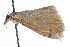  ( - CCDB-28960-B09)  @11 [ ] CreativeCommons - Attribution (2016) CBG Photography Group Centre for Biodiversity Genomics