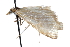  ( - CCDB-28960-B10)  @11 [ ] CreativeCommons - Attribution (2016) CBG Photography Group Centre for Biodiversity Genomics