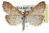  (Udea sheppardi - CCDB-28960-C04)  @14 [ ] CreativeCommons - Attribution (2016) CBG Photography Group Centre for Biodiversity Genomics