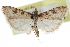 ( - CCDB-28960-C06)  @11 [ ] CreativeCommons - Attribution (2016) CBG Photography Group Centre for Biodiversity Genomics