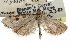  ( - CCDB-28960-C08)  @11 [ ] CreativeCommons - Attribution (2016) CBG Photography Group Centre for Biodiversity Genomics