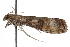  (Udea tularensis - CCDB-28960-C12)  @11 [ ] CreativeCommons - Attribution (2016) CBG Photography Group Centre for Biodiversity Genomics