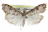  ( - CCDB-28960-D03)  @14 [ ] CreativeCommons - Attribution (2016) CBG Photography Group Centre for Biodiversity Genomics