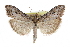  (Udea griseor - CCDB-28960-D05)  @14 [ ] CreativeCommons - Attribution (2016) CBG Photography Group Centre for Biodiversity Genomics