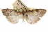  (Udea tillialis - CCDB-28960-D06)  @13 [ ] CreativeCommons - Attribution (2016) CBG Photography Group Centre for Biodiversity Genomics