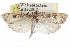  (Udea albimontanalis - CCDB-28960-D12)  @11 [ ] CreativeCommons - Attribution (2016) CBG Photography Group Centre for Biodiversity Genomics