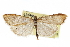  ( - CCDB-28960-E03)  @11 [ ] CreativeCommons - Attribution (2016) CBG Photography Group Centre for Biodiversity Genomics