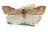  (Udea durango - CCDB-28960-E04)  @11 [ ] CreativeCommons - Attribution (2016) CBG Photography Group Centre for Biodiversity Genomics