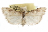  ( - CCDB-28960-E06)  @11 [ ] CreativeCommons - Attribution (2016) CBG Photography Group Centre for Biodiversity Genomics