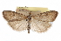  ( - CCDB-28960-E07)  @11 [ ] CreativeCommons - Attribution (2016) CBG Photography Group Centre for Biodiversity Genomics
