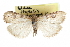  ( - CCDB-28960-F01)  @11 [ ] CreativeCommons - Attribution (2016) CBG Photography Group Centre for Biodiversity Genomics