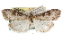  (Udea cordilleralis - CCDB-28960-F02)  @11 [ ] CreativeCommons - Attribution (2016) CBG Photography Group Centre for Biodiversity Genomics