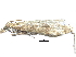  (Udea pullmanensis - CCDB-28960-F03)  @11 [ ] CreativeCommons - Attribution (2016) CBG Photography Group Centre for Biodiversity Genomics