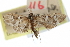 ( - CCDB-28960-F11)  @11 [ ] CreativeCommons - Attribution (2016) CBG Photography Group Centre for Biodiversity Genomics