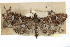  ( - CCDB-28960-F12)  @11 [ ] CreativeCommons - Attribution (2016) CBG Photography Group Centre for Biodiversity Genomics