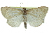  ( - CCDB-28962-C09)  @11 [ ] CreativeCommons - Attribution (2016) CBG Photography Group Centre for Biodiversity Genomics