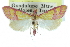  ( - CCDB-28962-F05)  @11 [ ] CreativeCommons - Attribution (2016) CBG Photography Group Centre for Biodiversity Genomics