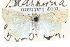  ( - CCDB-28963-A11)  @11 [ ] CreativeCommons - Attribution (2016) CBG Photography Group Centre for Biodiversity Genomics