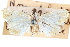  ( - CCDB-28963-A12)  @11 [ ] CreativeCommons - Attribution (2016) CBG Photography Group Centre for Biodiversity Genomics