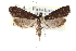  ( - CCDB-28963-H11)  @14 [ ] CreativeCommons - Attribution (2016) CBG Photography Group Centre for Biodiversity Genomics