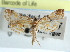  ( - CCDB-28964-A02)  @11 [ ] CreativeCommons - Attribution (2016) CBG Photography Group Centre for Biodiversity Genomics