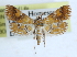  (Elophila nebulosalis - CCDB-28964-A03)  @13 [ ] CreativeCommons - Attribution (2016) CBG Photography Group Centre for Biodiversity Genomics