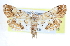  ( - CCDB-28964-A07)  @11 [ ] CreativeCommons - Attribution (2016) CBG Photography Group Centre for Biodiversity Genomics