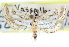  ( - CCDB-28964-A12)  @11 [ ] CreativeCommons - Attribution (2016) CBG Photography Group Centre for Biodiversity Genomics