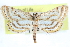  ( - CCDB-28964-B02)  @14 [ ] CreativeCommons - Attribution (2016) CBG Photography Group Centre for Biodiversity Genomics
