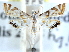  (Argyractis - CCDB-28964-B06)  @14 [ ] CreativeCommons - Attribution (2016) CBG Photography Group Centre for Biodiversity Genomics