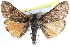  ( - CCDB-28964-B12)  @11 [ ] CreativeCommons - Attribution (2016) CBG Photography Group Centre for Biodiversity Genomics