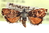 (Gyros muirii - CCDB-28964-D09)  @14 [ ] CreativeCommons - Attribution (2016) CBG Photography Group Centre for Biodiversity Genomics