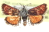  ( - CCDB-28964-D10)  @11 [ ] CreativeCommons - Attribution (2016) CBG Photography Group Centre for Biodiversity Genomics