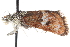  ( - CCDB-28964-D11)  @11 [ ] CreativeCommons - Attribution (2016) CBG Photography Group Centre for Biodiversity Genomics