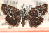  ( - CCDB-28964-D12)  @11 [ ] CreativeCommons - Attribution (2016) CBG Photography Group Centre for Biodiversity Genomics