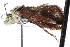  ( - CCDB-28964-E01)  @11 [ ] CreativeCommons - Attribution (2016) CBG Photography Group Centre for Biodiversity Genomics