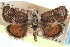  ( - CCDB-28964-E02)  @11 [ ] CreativeCommons - Attribution (2016) CBG Photography Group Centre for Biodiversity Genomics