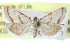  ( - CCDB-28964-F06)  @12 [ ] CreativeCommons - Attribution (2016) CBG Photography Group Centre for Biodiversity Genomics