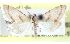  ( - CCDB-28964-F07)  @11 [ ] CreativeCommons - Attribution (2016) CBG Photography Group Centre for Biodiversity Genomics