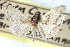  ( - CCDB-28964-F08)  @11 [ ] CreativeCommons - Attribution (2016) CBG Photography Group Centre for Biodiversity Genomics