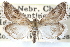  (Frechinia laetalis - CCDB-28964-F09)  @15 [ ] CreativeCommons - Attribution (2016) CBG Photography Group Centre for Biodiversity Genomics