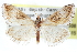  (Frechinia texanalis - CCDB-28964-G06)  @14 [ ] CreativeCommons - Attribution (2016) CBG Photography Group Centre for Biodiversity Genomics